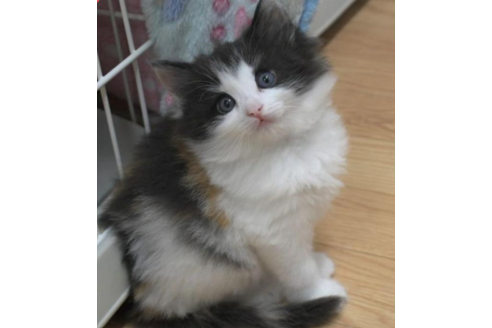 成約済の茨城県のノルウェージャンフォレストキャット-27722の2枚目